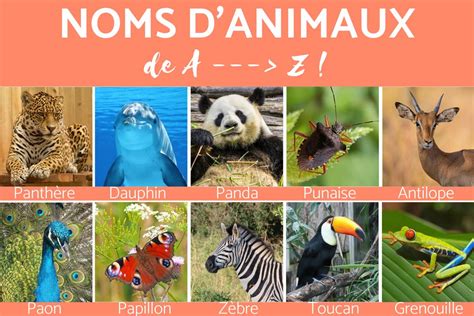 les noms des animaux.